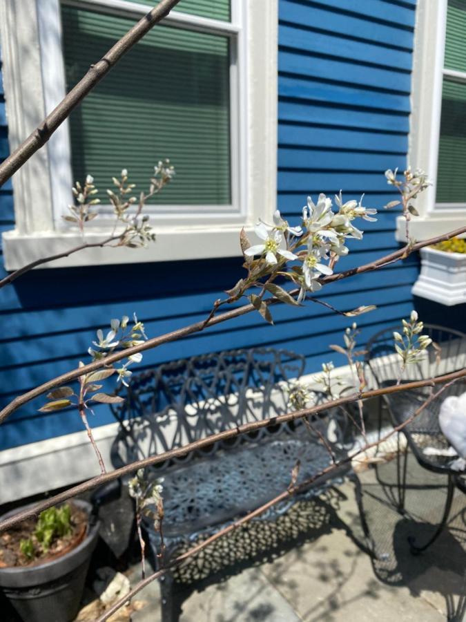 Bed and Breakfast Northey Street House Salem Exterior foto